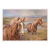 Lisa Halstead - Horses